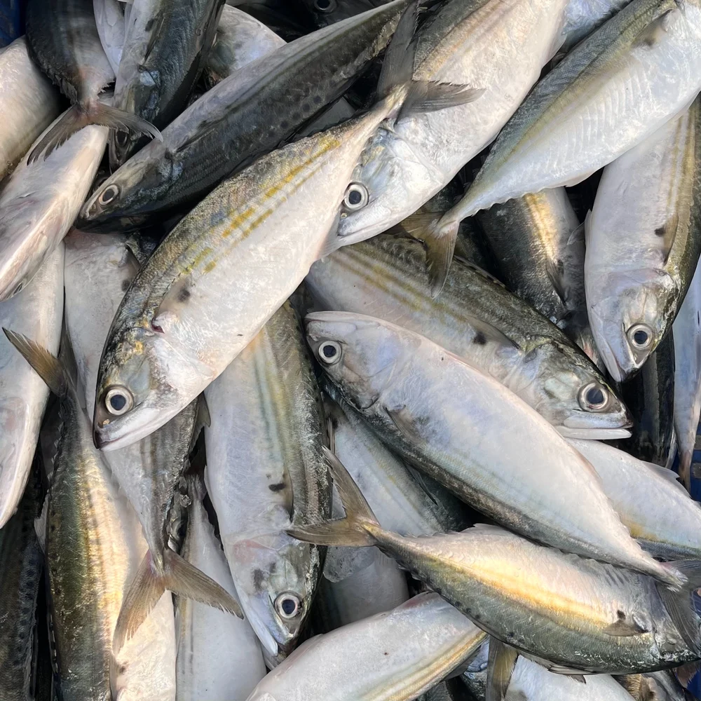 Mackerel Fish
